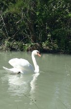 Cygne débrouillard