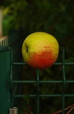 Pomme