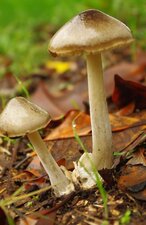 Champignon