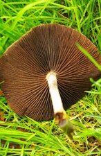 Champignon