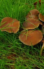 Champignons