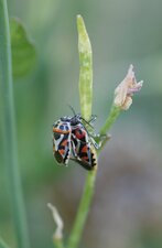 Eurydema ornata