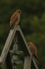 Faucons crécerelles