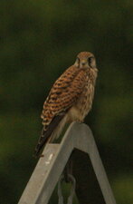 Faucon crécerelle