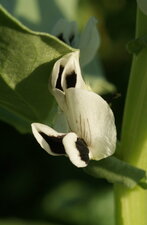 Fleur de haricot