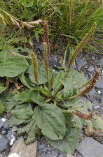 Plantain