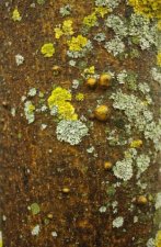 Lichen et acné sur tronc