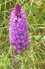 Orchidée pyramidale