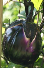Aubergine