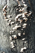 Champignons. (série 5)