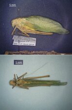 Amblycorypha oblongifolia