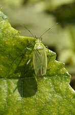 Lygocoris sp. ?