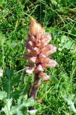 Orobanche du panicaut