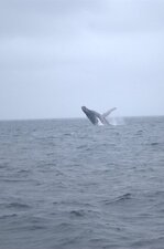 Baleine à Bosse
