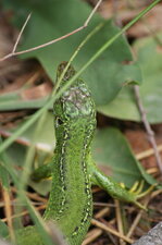 Lézard vert