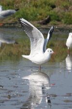 Mouette rieuse