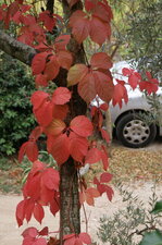 Vigne-vierge