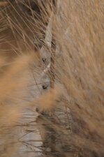 Juments de Camargue