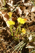 Tussilage farfara