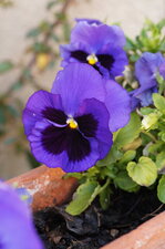 Pensée horticole