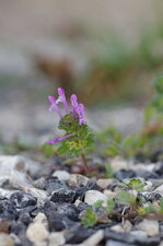 Lamium amplexicaule