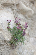 Fumeterre des murailles