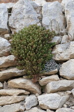 Sedums
