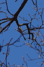 Mésange à longue queue en quête de plume pour le nid