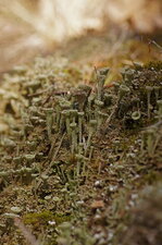 Cladonia sp.