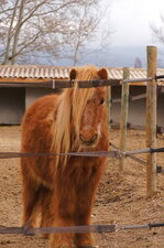 Poney