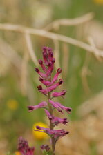 Fleur de fumeterre officinale