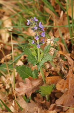 Sauge à feuilles de verveine