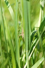 Pisaura mirabilis