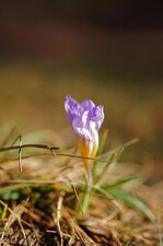 Crocus bigarré