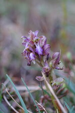 Orchis à longues bractées