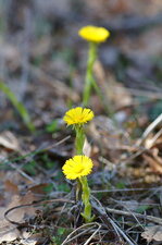 Tussilage