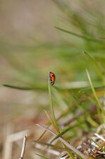 Coccinelle asiatique