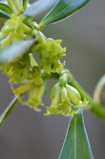 Fleurs de laurier des bois