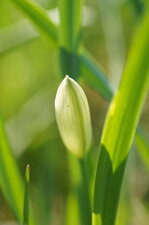 Bouton de narcisse
