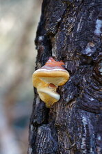 Champignon