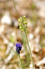 Muscari botryoide monté en graine
