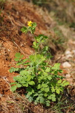 Chélidoine