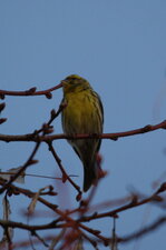 Serin cini