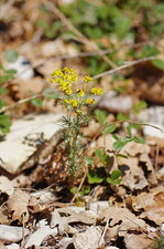 Euphorbe petit cyprès