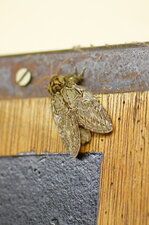 Papillon "fêtard"