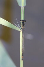 Agrion élégant - mâle, ténéral