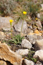 Scorsonère d