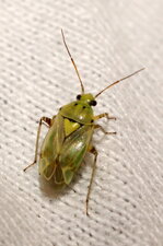 Lygus sp.
