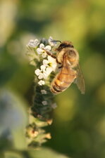 Abeille solitaire