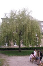 Saule pleureur